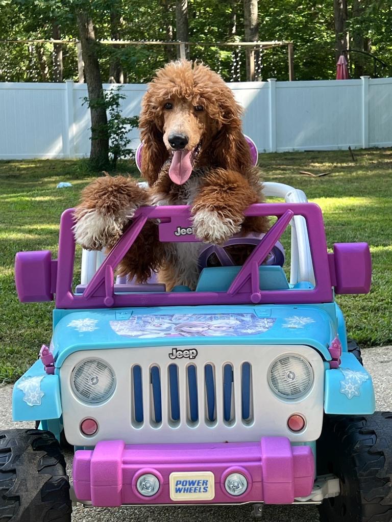 BEAR ON JEEP