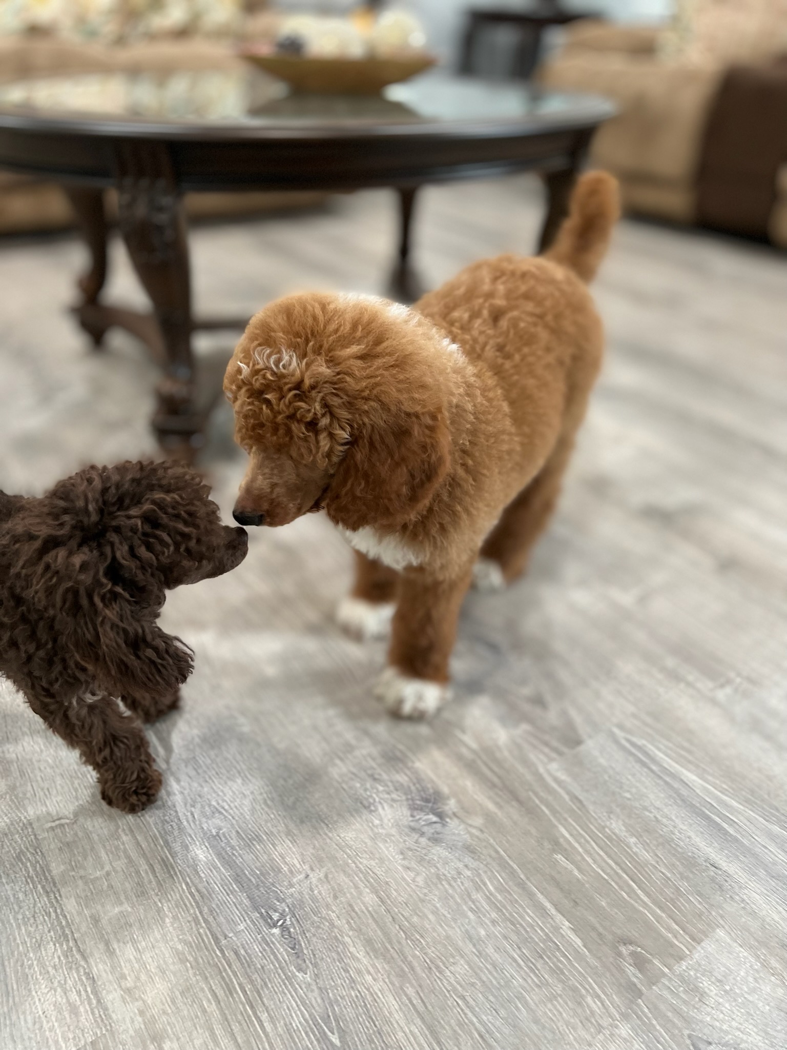 BEAR PUPPY AND REESE