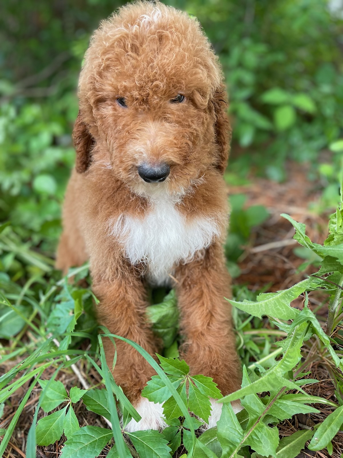 BEAR PUPPY