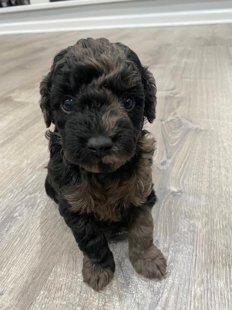 BLACK AND BROWN MINI PUP