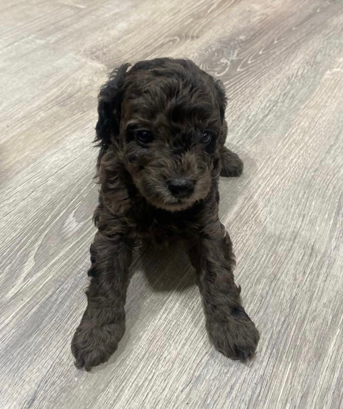 BLACK AND GRAY MINI PUP