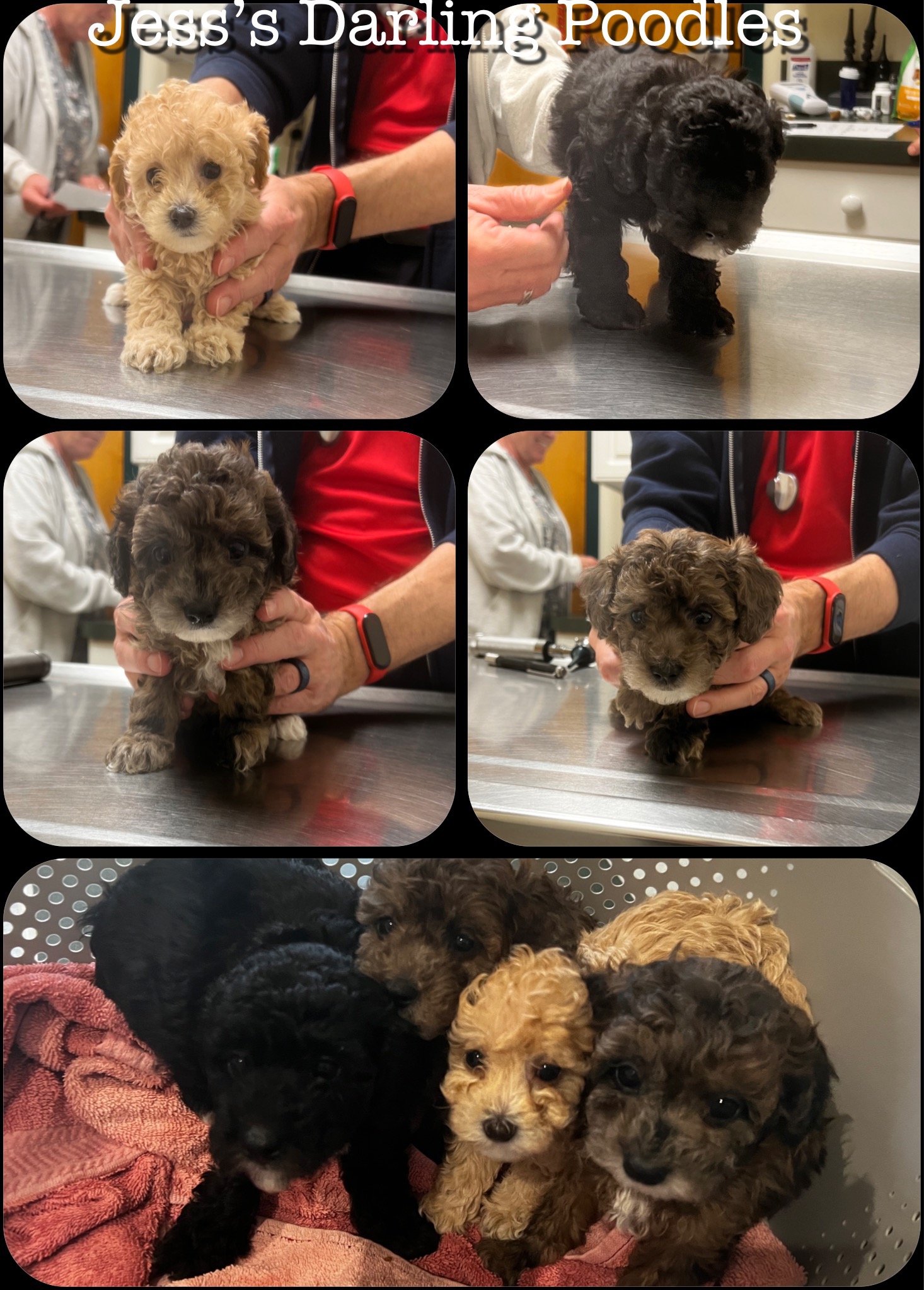 GINGER LITTER AT VET 2022