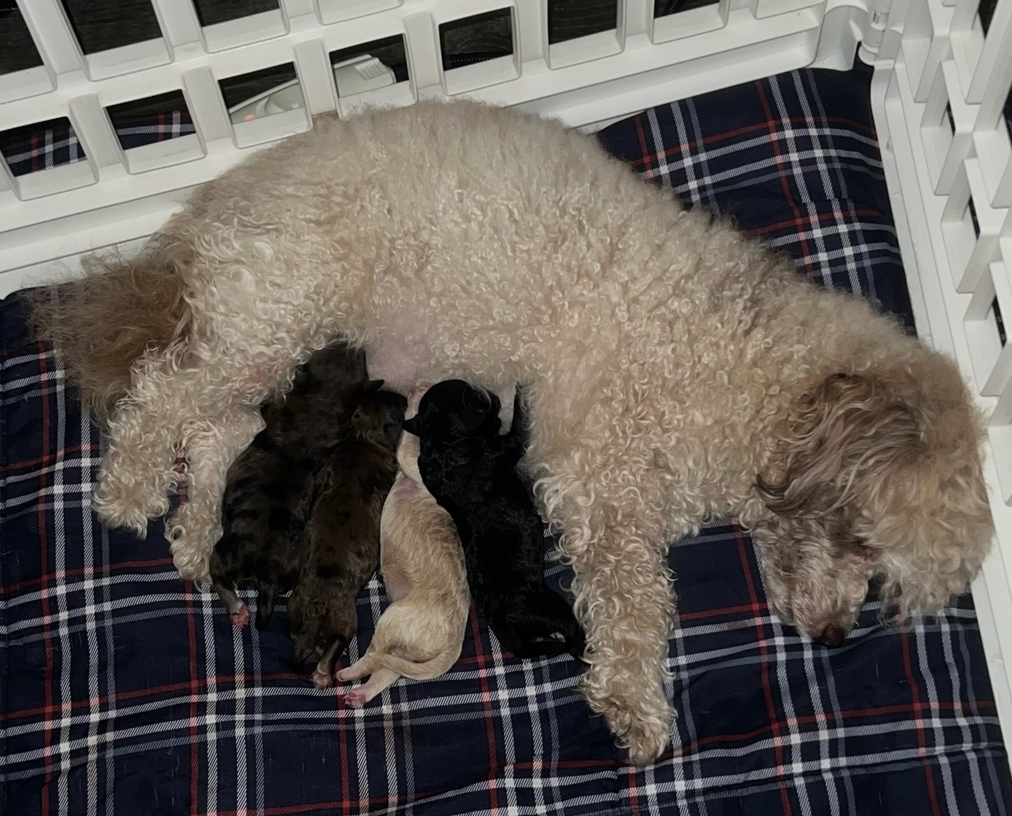 GINGER WITH HER PUPS