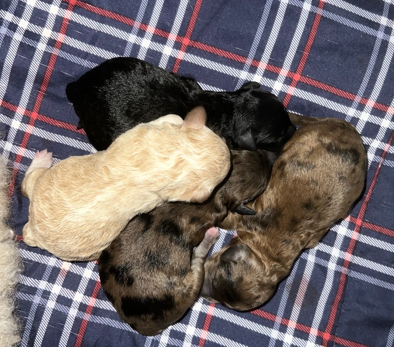 GINGERS NEW BORN PUPS