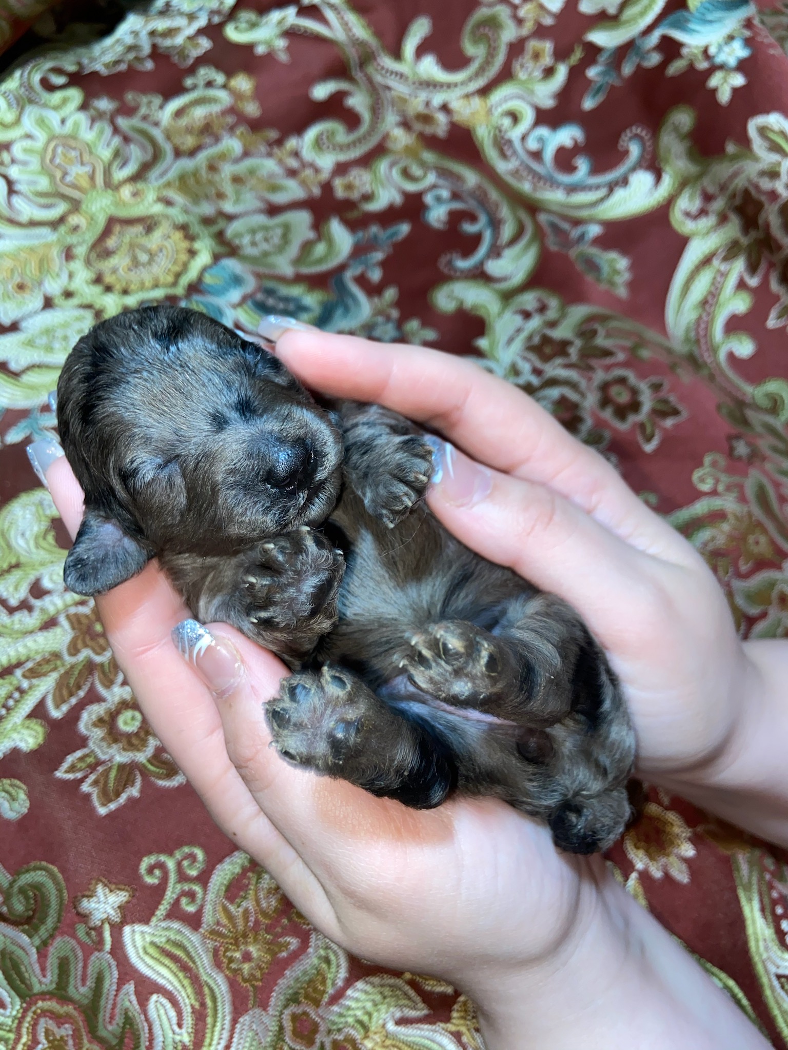 GRAY MERLE MINI IN HAND