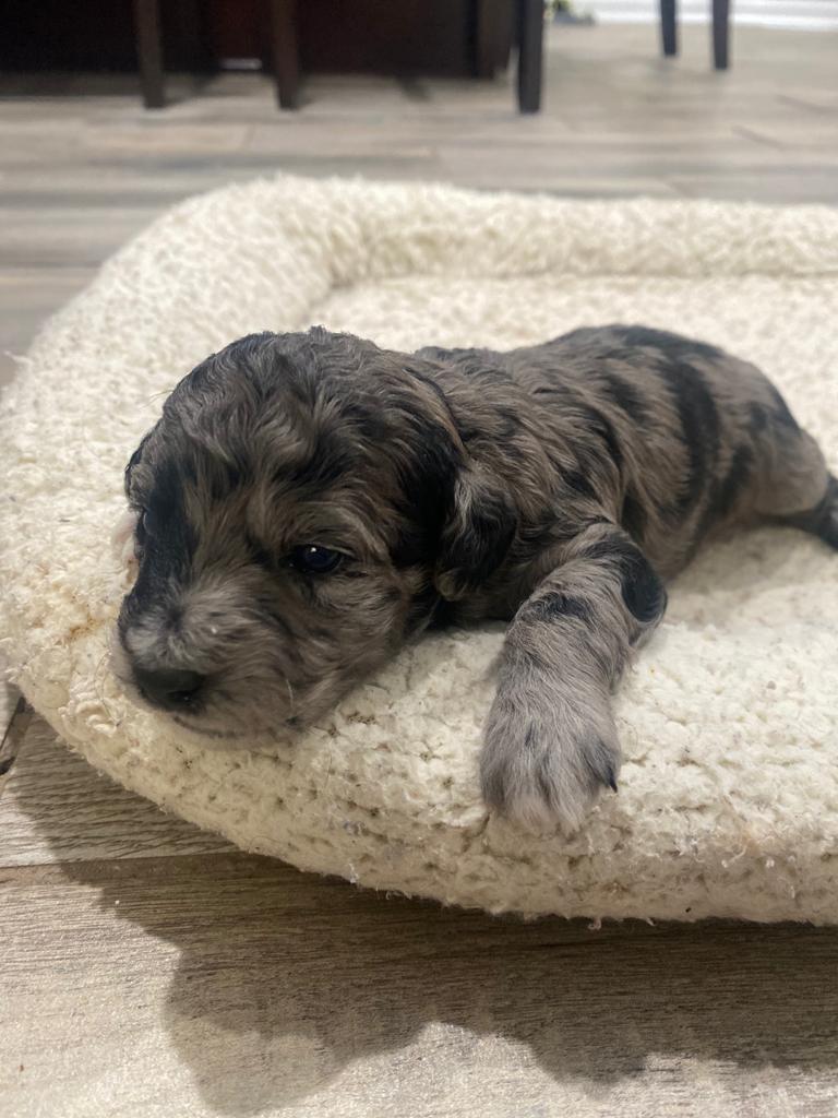 LULU ON PUPPPY BED