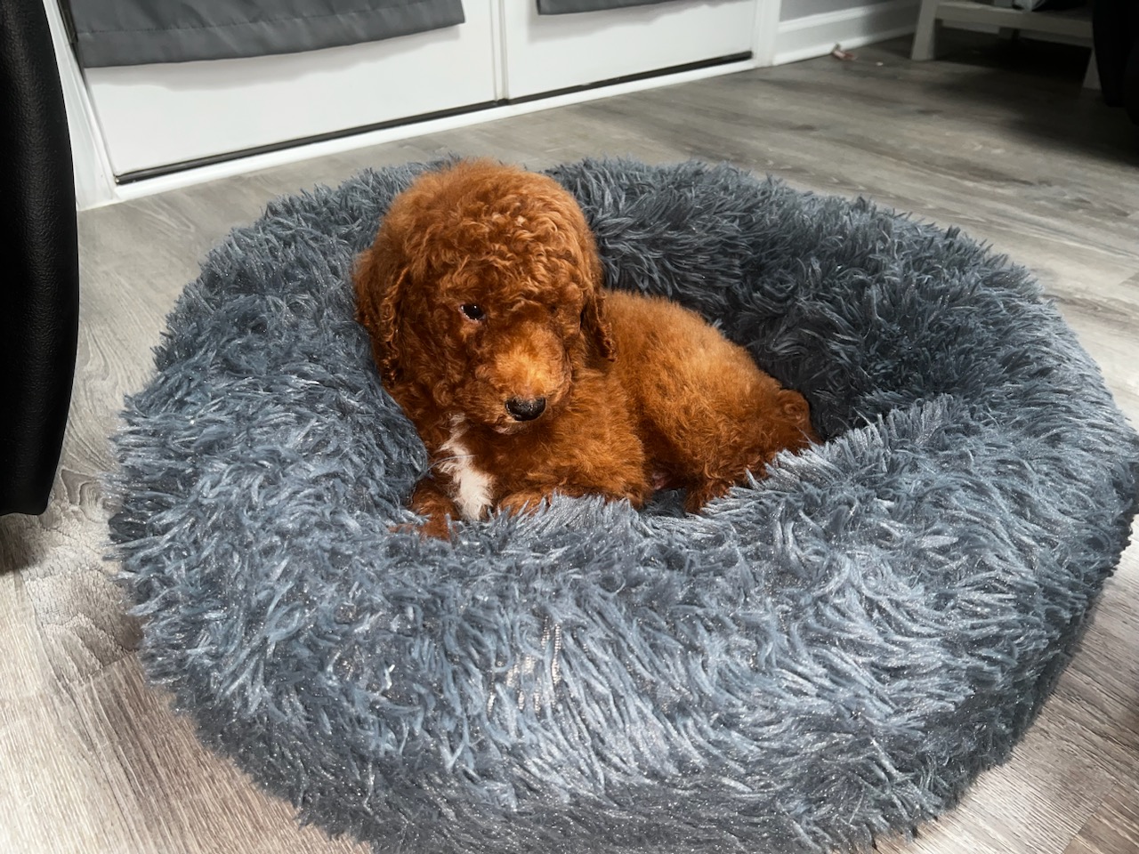 RED OSO PUPPY