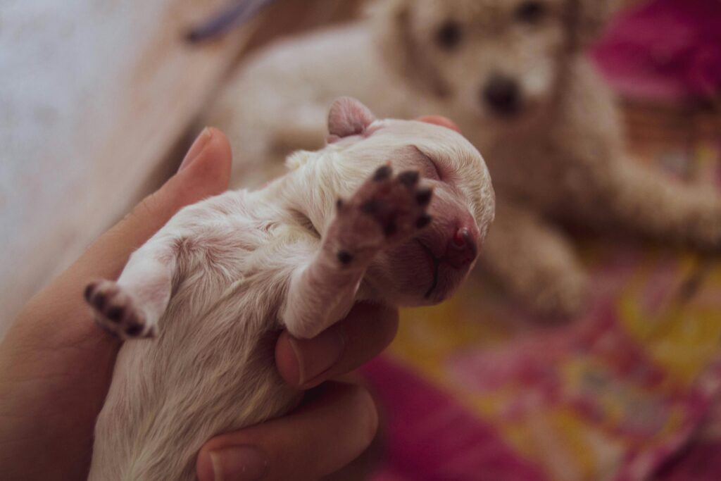 Tender close-up of a newborn puppy held gently in hand while a curious dog looks on.